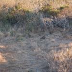 cambriaDR_0257 (November 02, 2019)